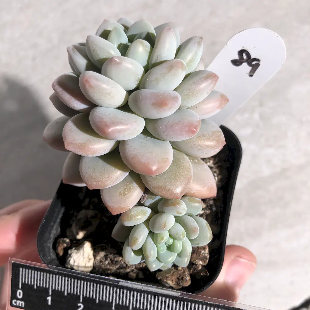 Pachyveria Daphne
