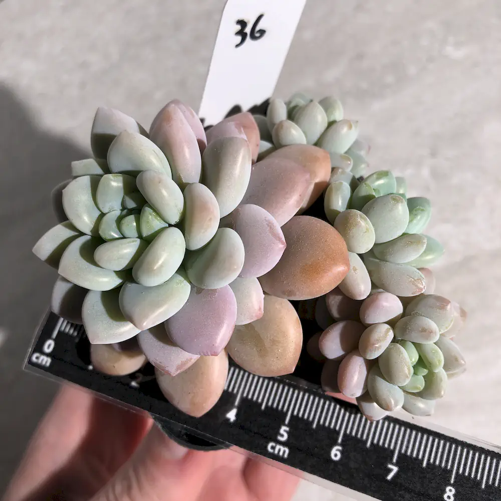 Pachyveria Daphne