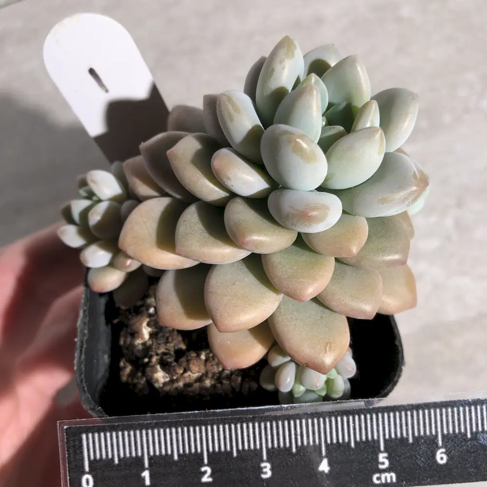 Pachyveria Daphne