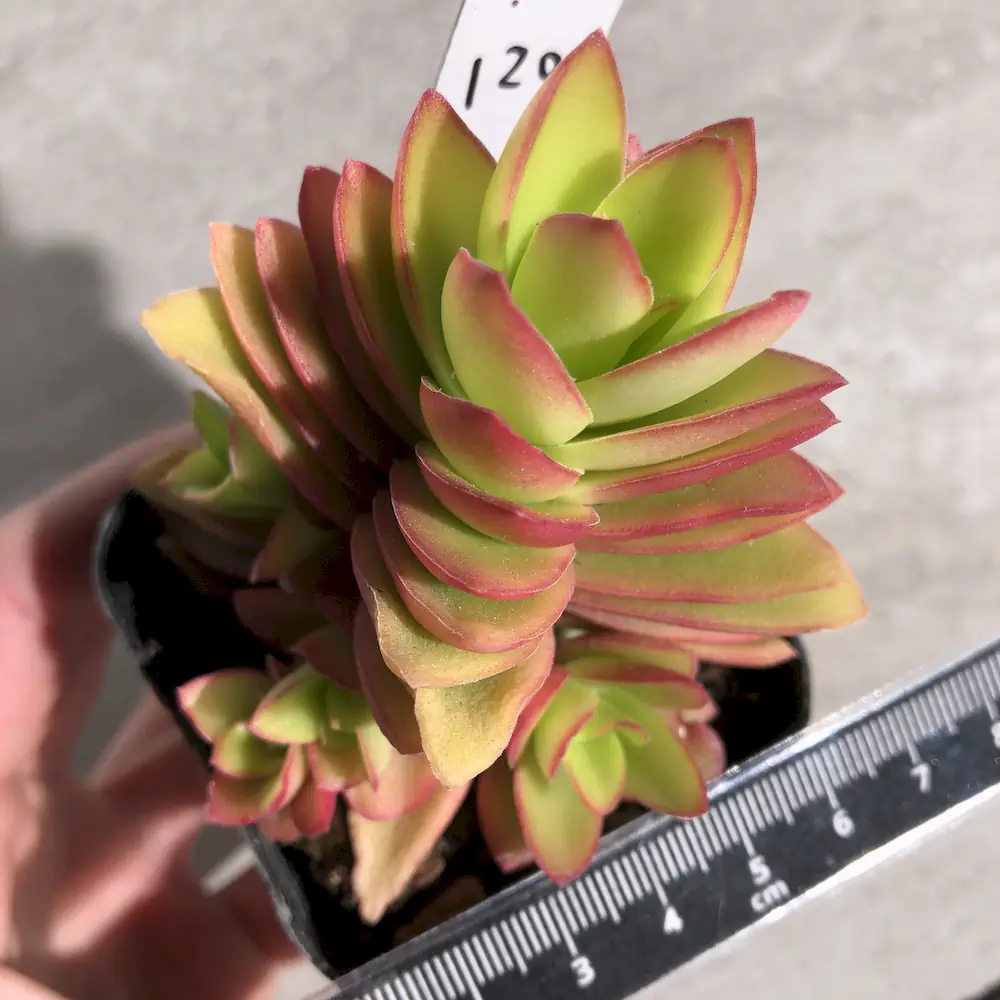 Crassula Capitella 'Campfire'