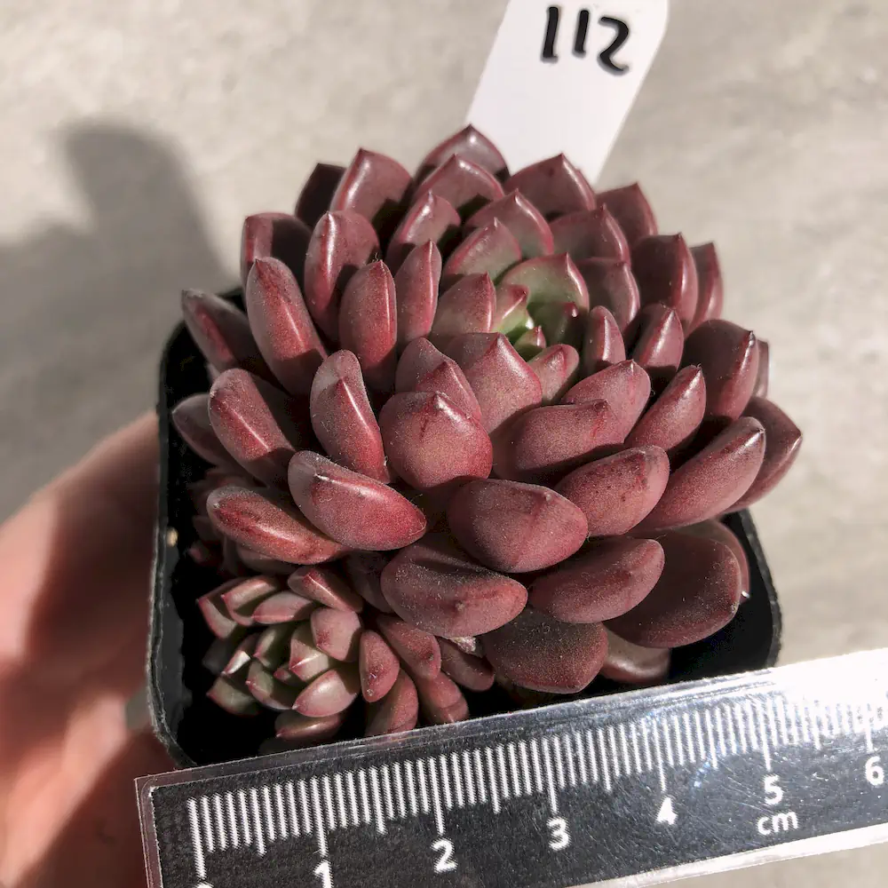 Sedeveria Pink Ruby