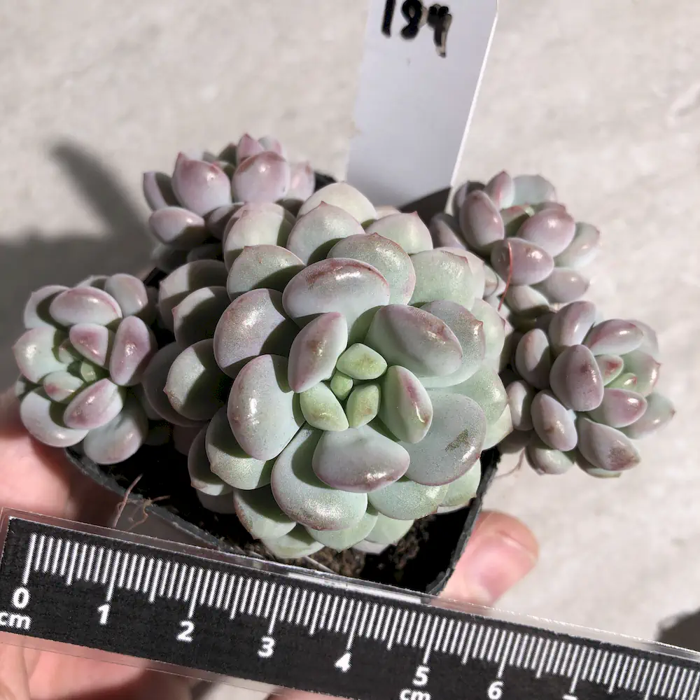 Echeveria Little Red Egg