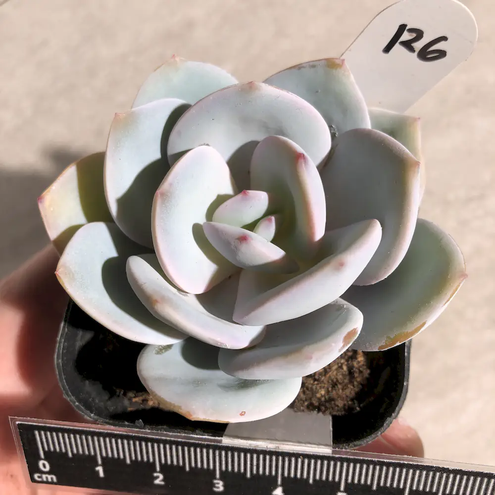 Echeveria White Tea