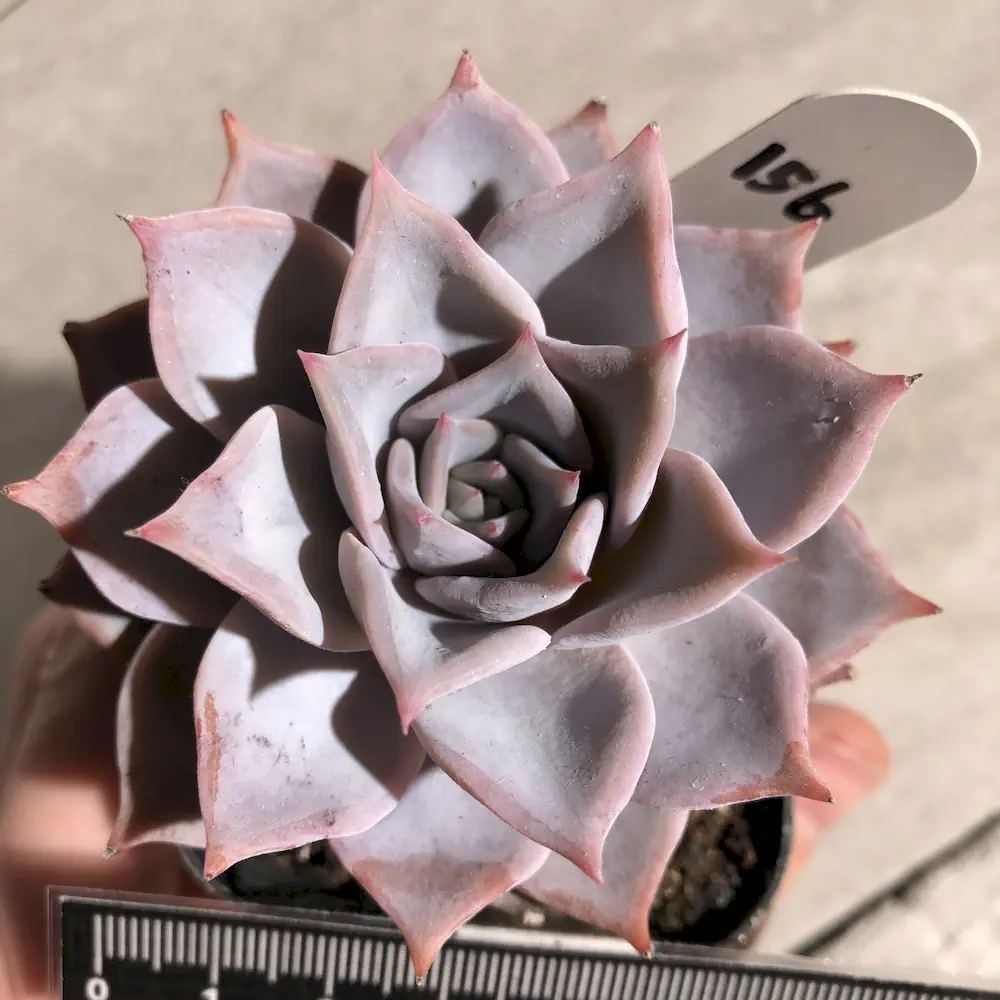 Echeveria Lucila