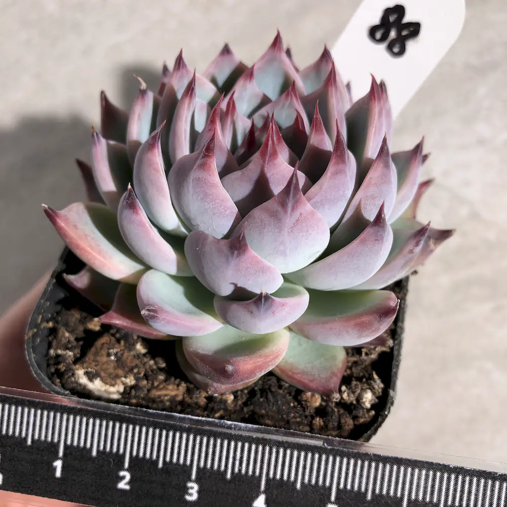 Echeveria Momotarou