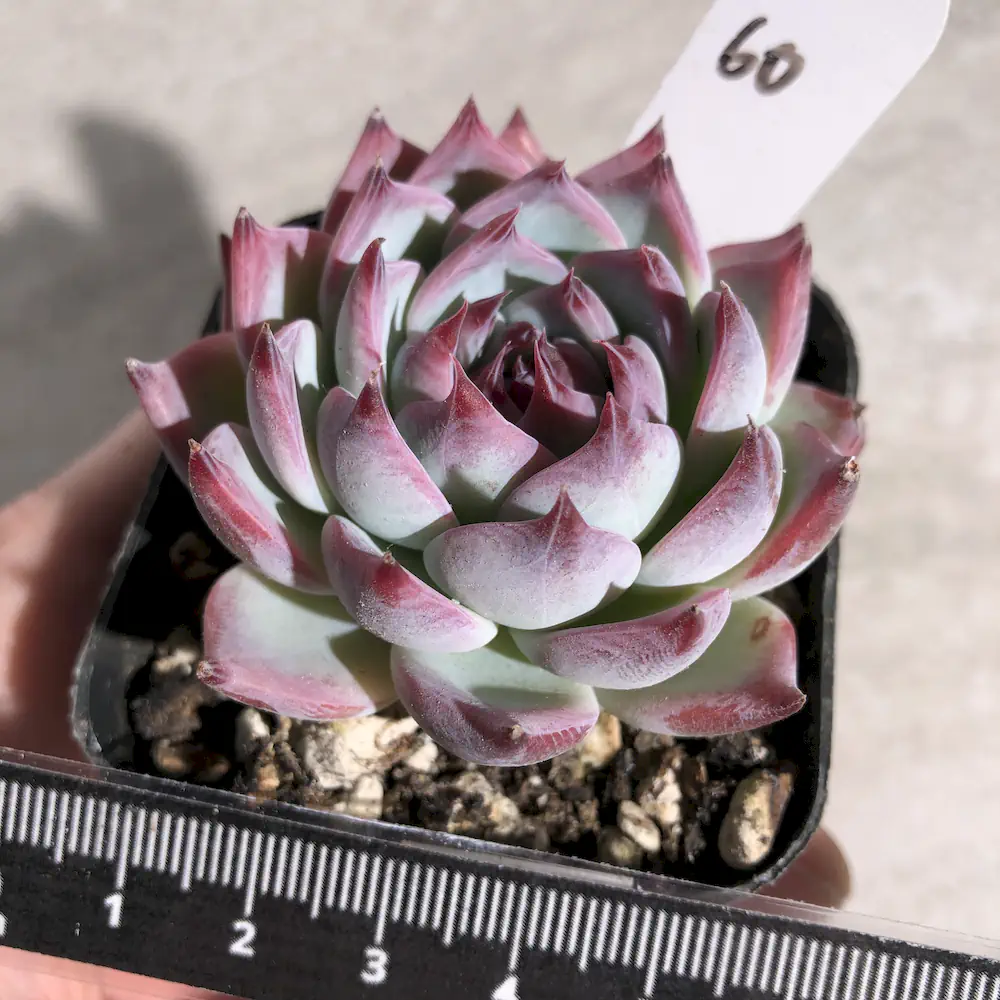 Echeveria Momotarou