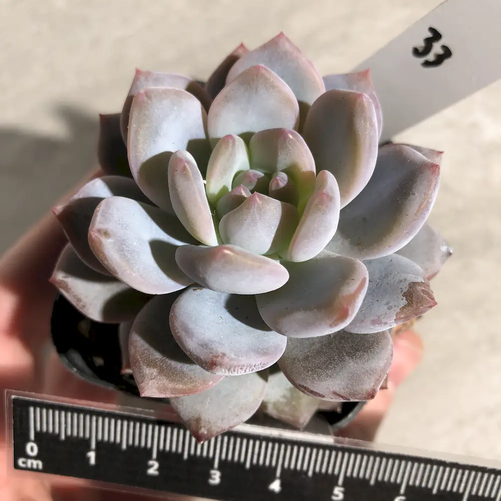 Echeveria Orange Monroe Hybrid