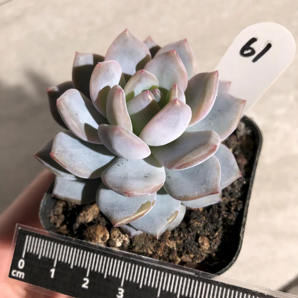 Echeveria Orange Monroe Hybrid