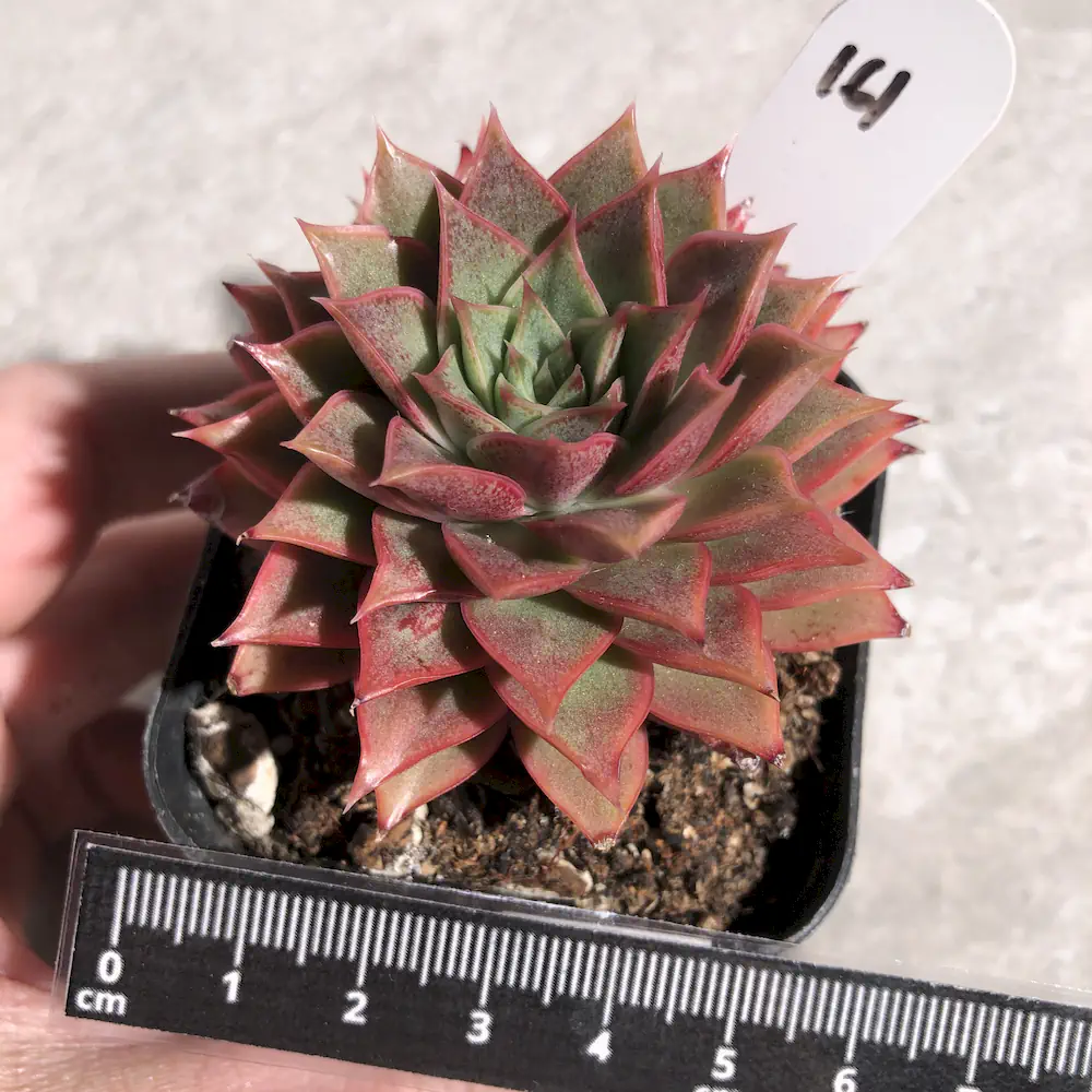 Echeveria Pipi Shrimp