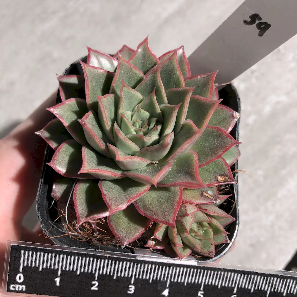 Echeveria Pipi Shrimp