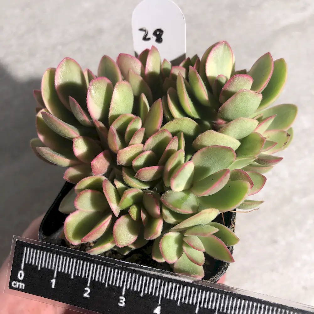 Crassula Swaziensis Variegated