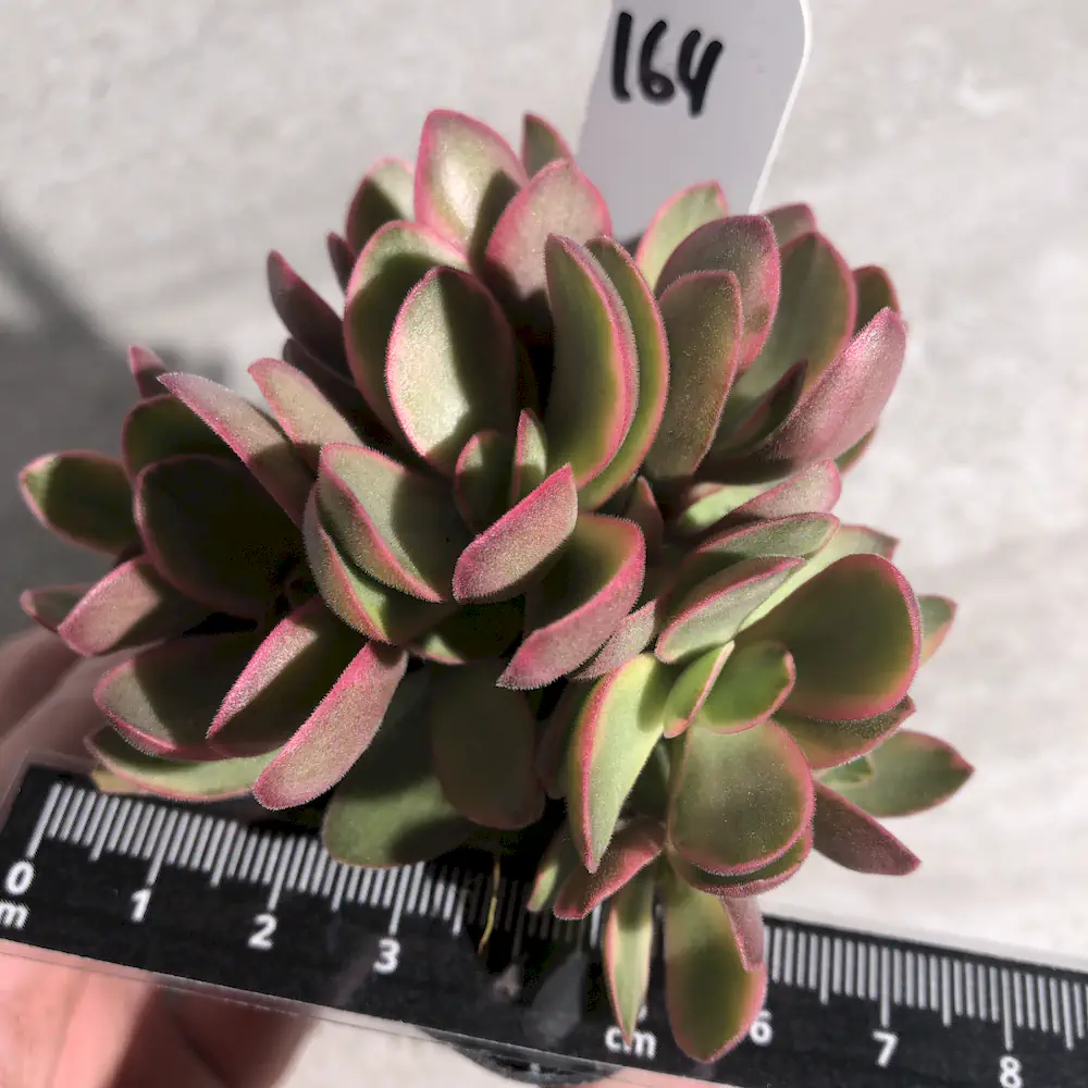 Crassula Swaziensis Variegated