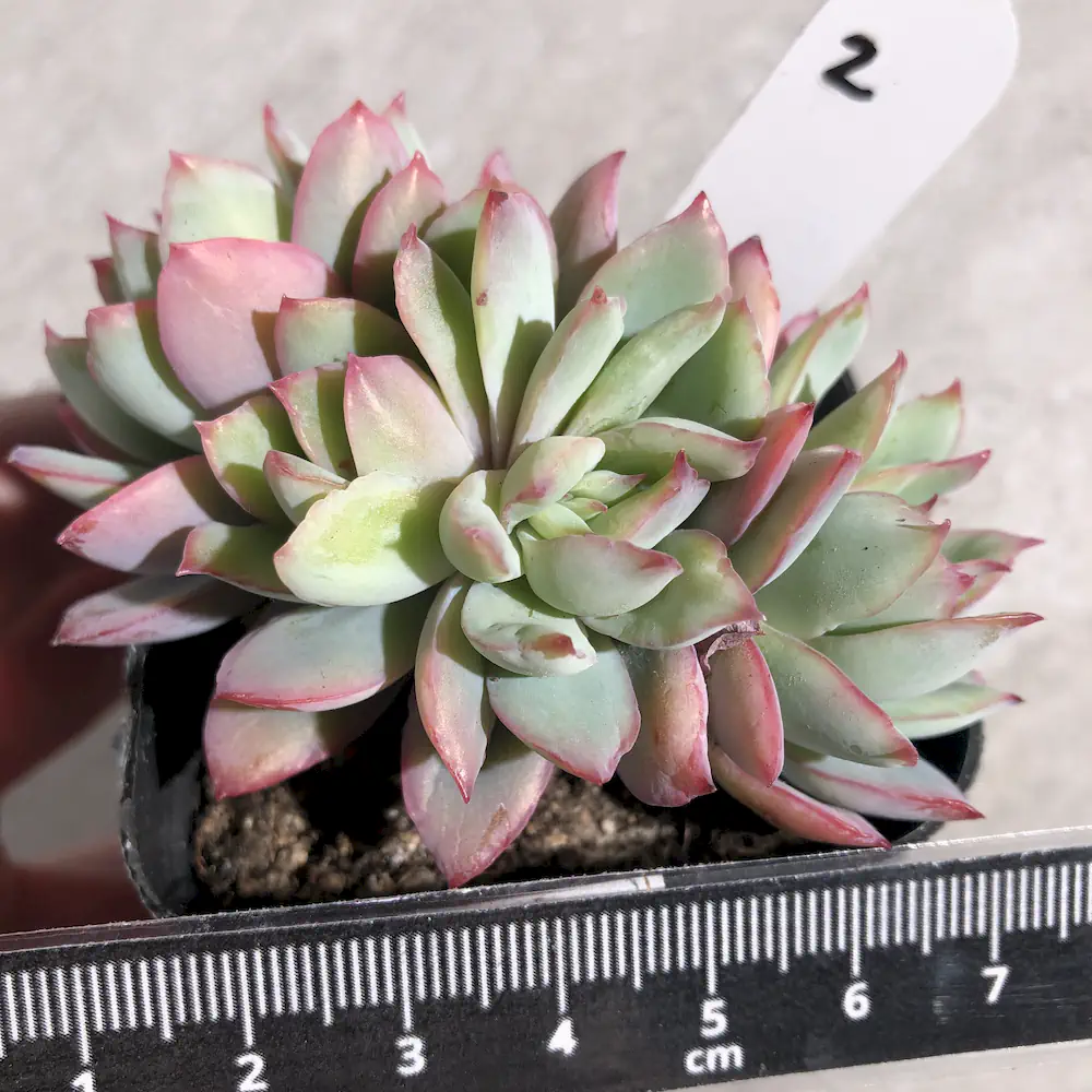 Echeveria Luella
