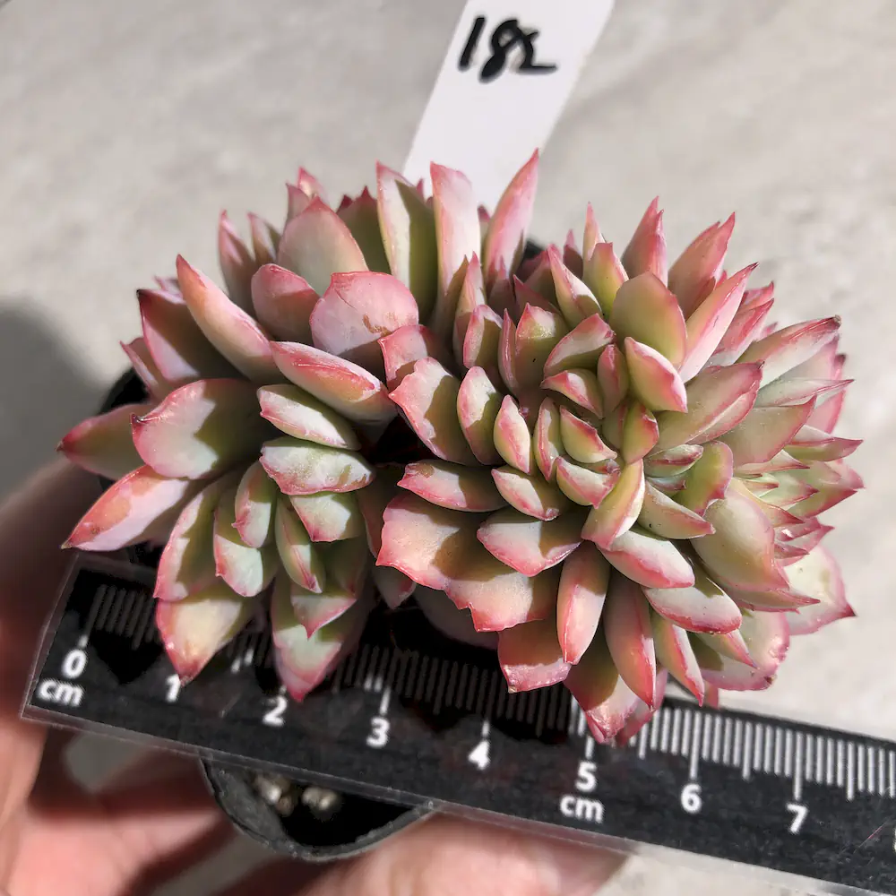 Echeveria Luella Crested