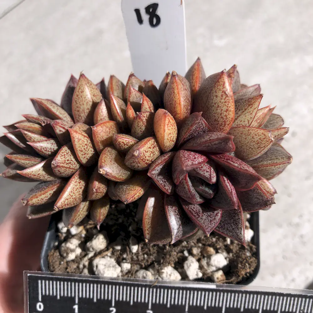 Echeveria Dionysos Crested