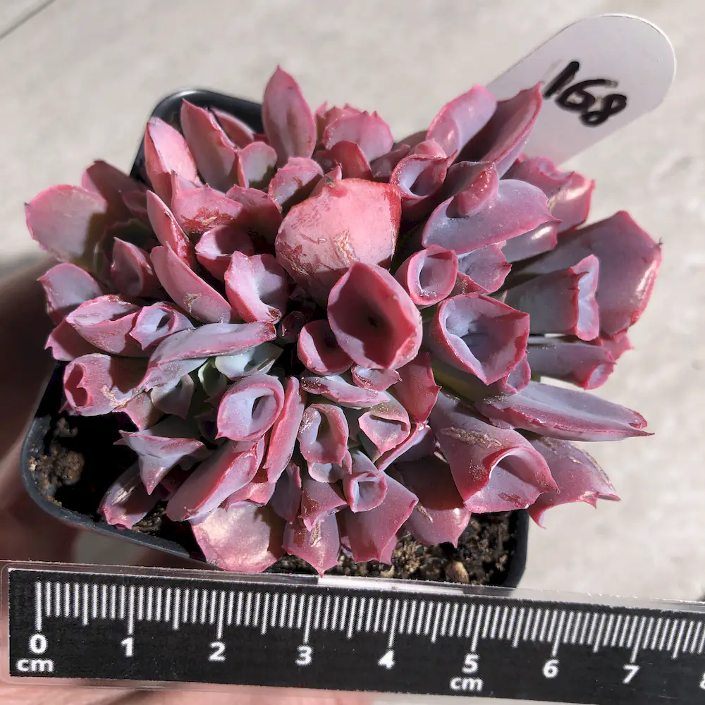 Echeveria Trumpet Pinky Crested