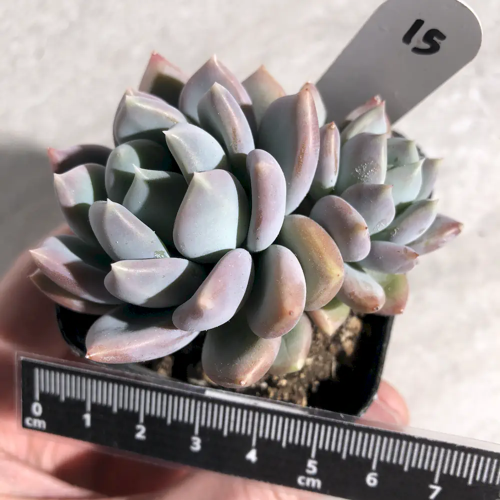 Echeveria Grosso
