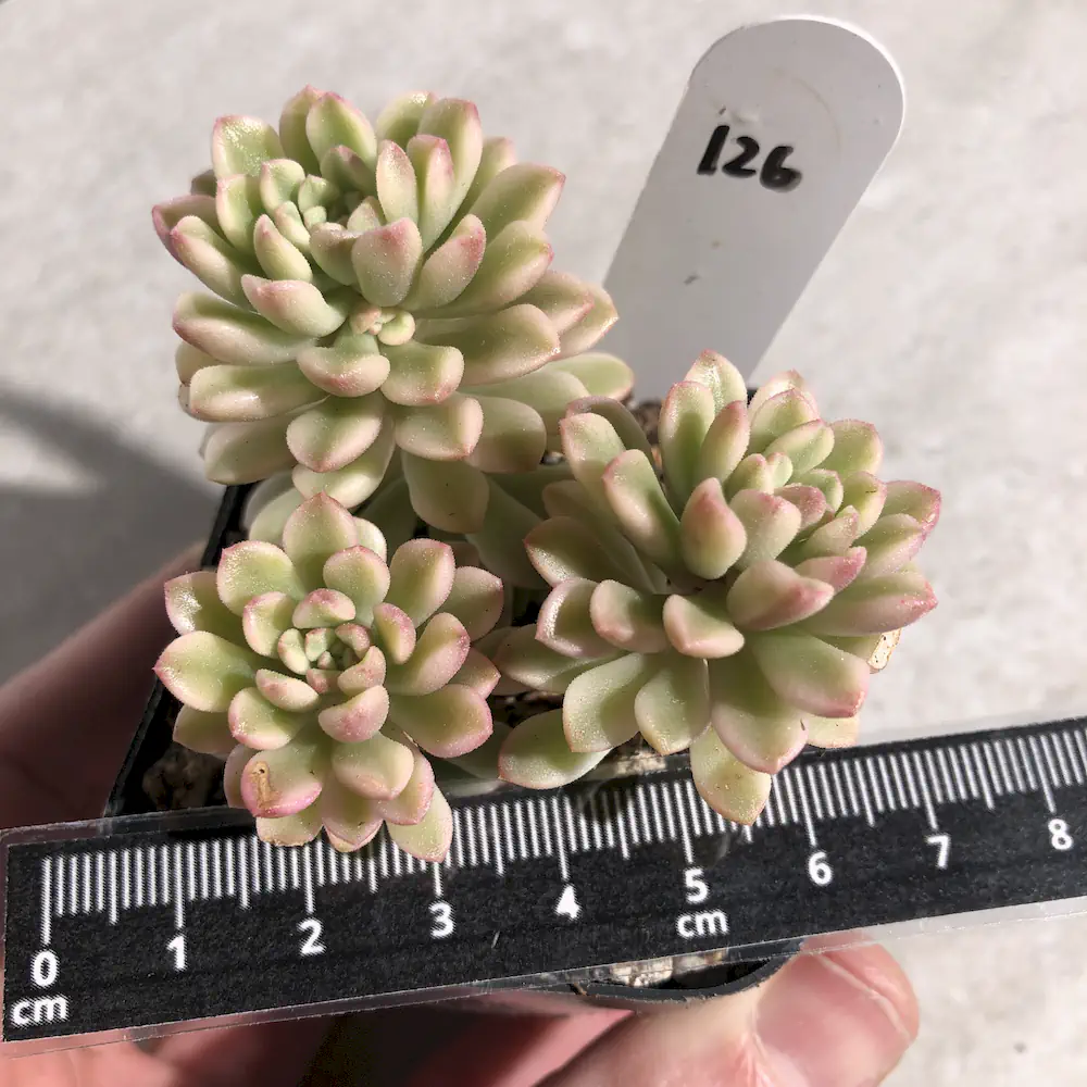 Sedum Joyce Tulloch Variegated