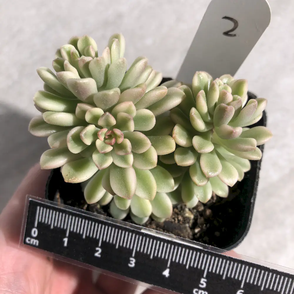 Sedum Joyce Tulloch Variegated
