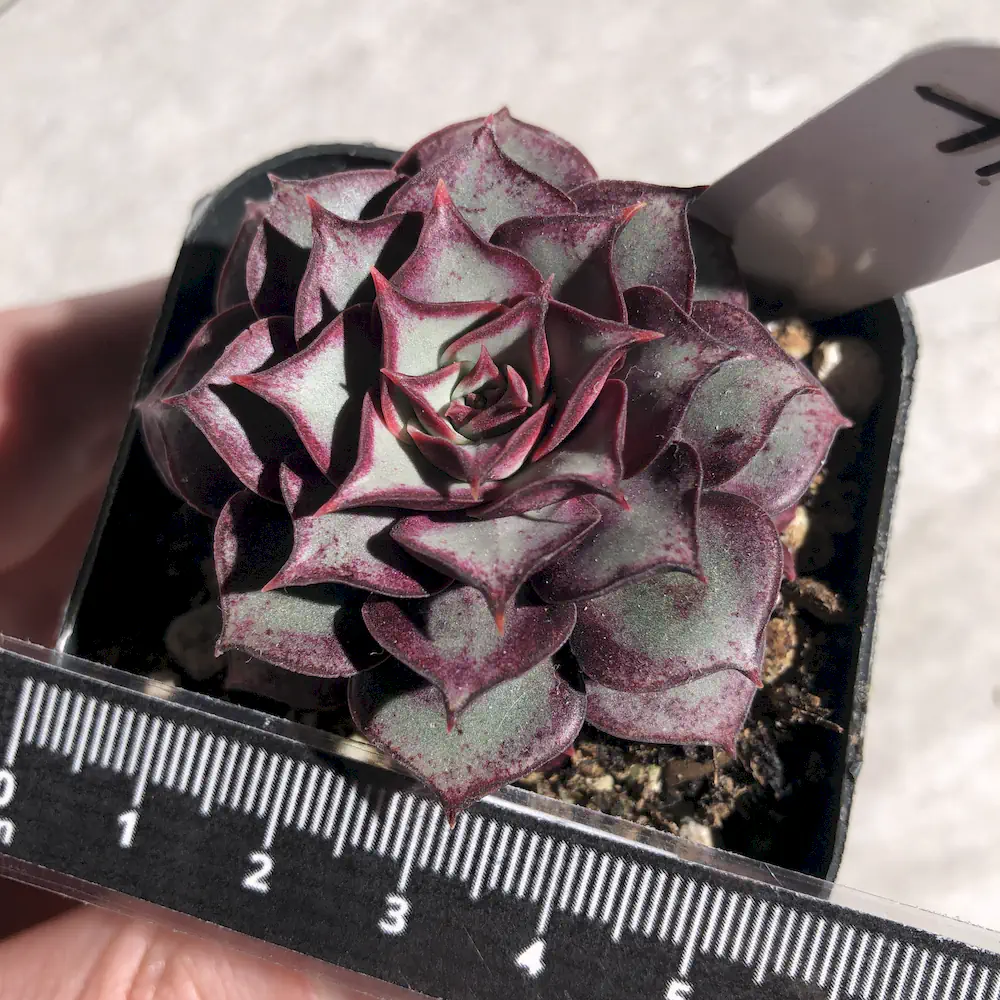 Echeveria Longissima Var. Aztatlensis