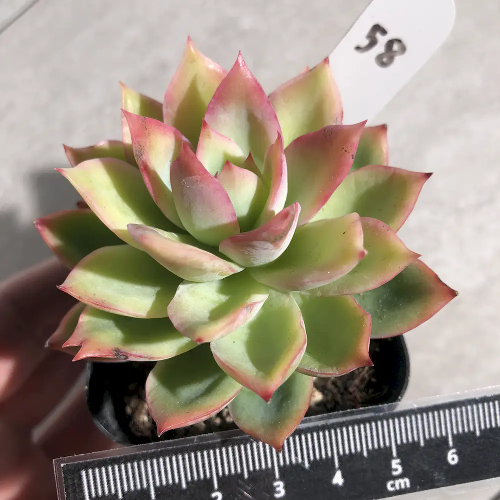 Echeveria Golden Glow