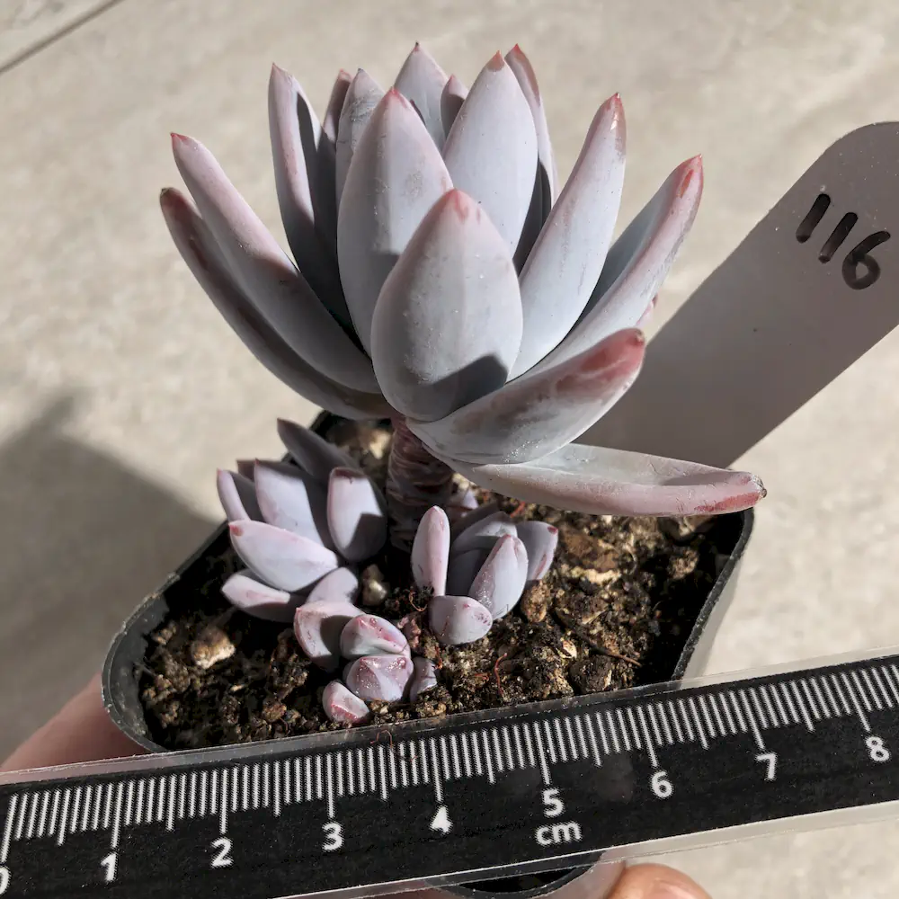 Pachyveria Simonoasa 'Powder Puff'