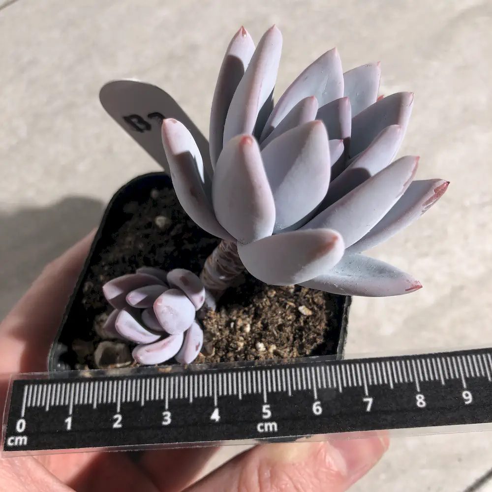 Pachyveria Simonoasa 'Powder Puff'