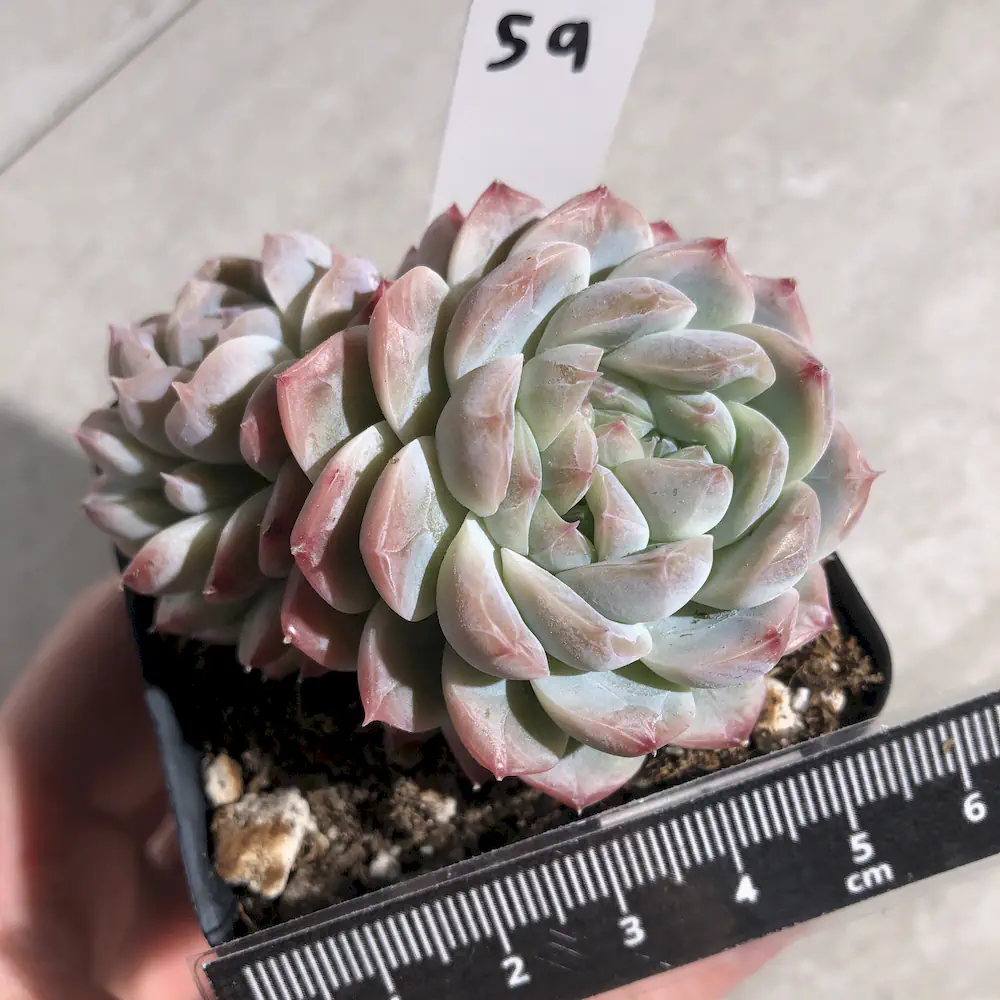 Echeveria Pink Frost