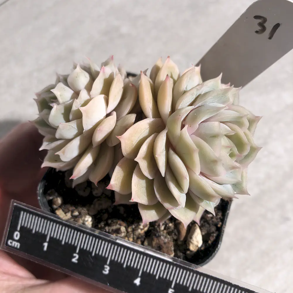 Echeveria Rouen