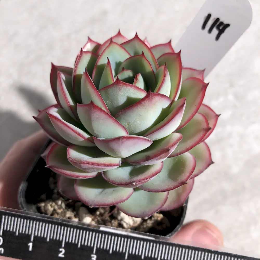 Echeveria Panamera