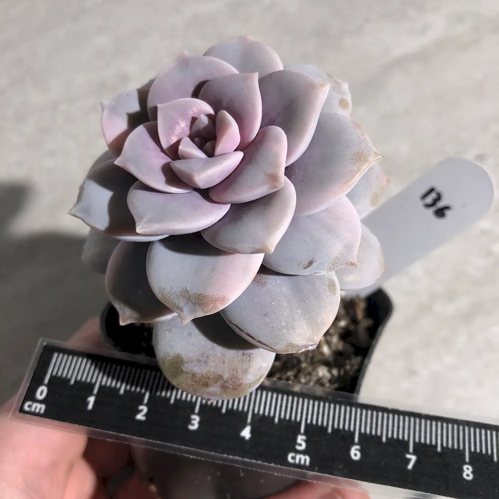 Graptopetalum Superbum - Beautiful Graptopetalum