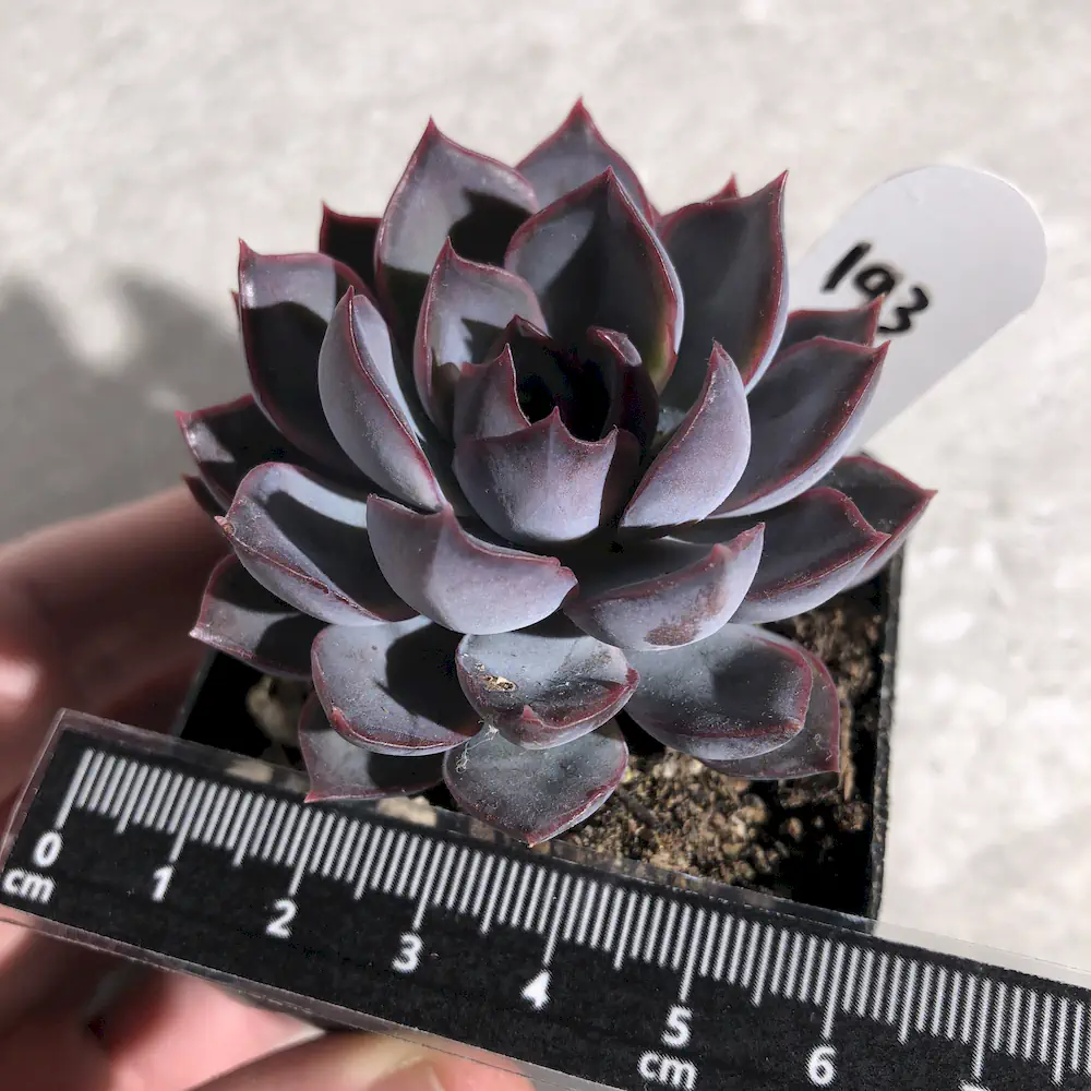 Echeveria Dark Ice