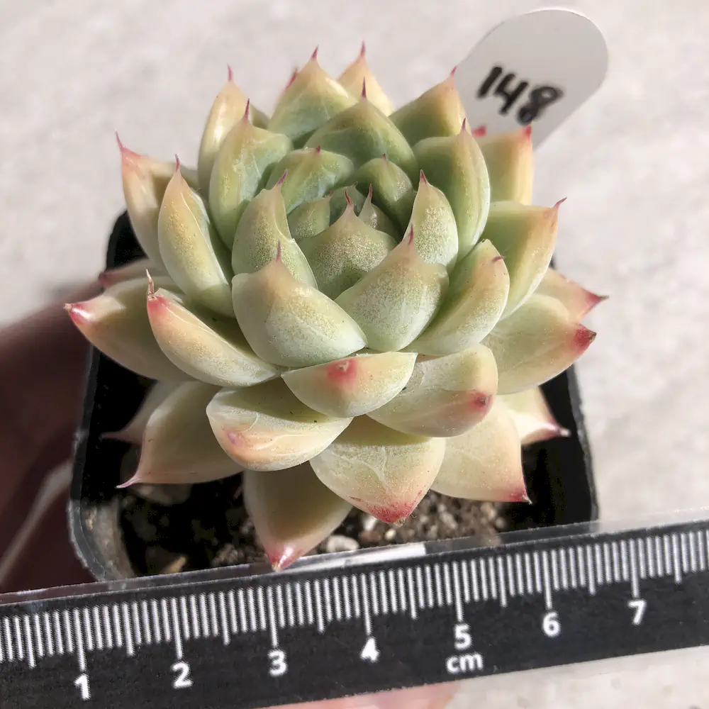Echeveria Malgan