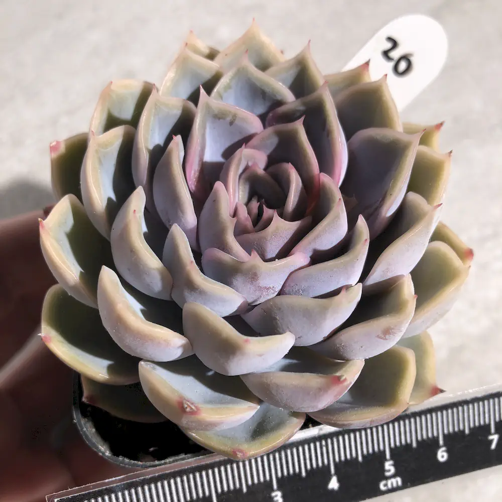 Echeveria Lucinda