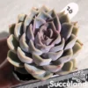 Echeveria Lucinda