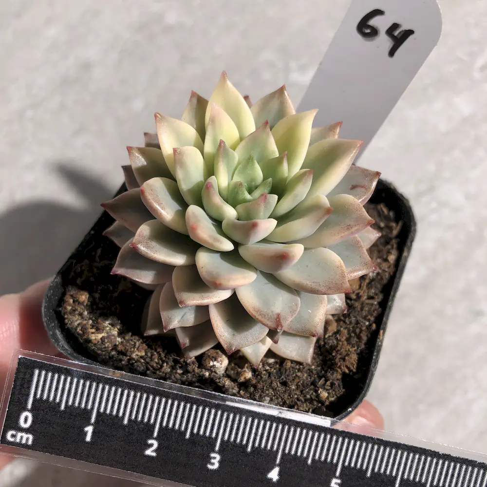 Echeveria Green Emerald Variegated
