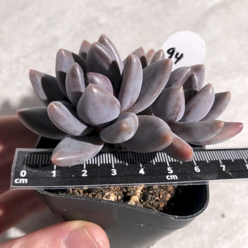 Sedeveria Blue Mist
