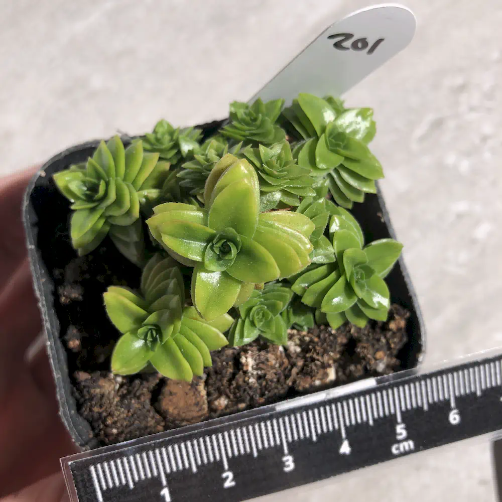 Crassula Estagnol Spiralis