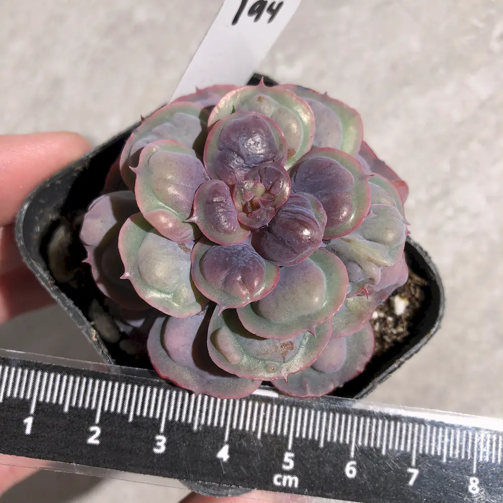 Echeveria Raindrops