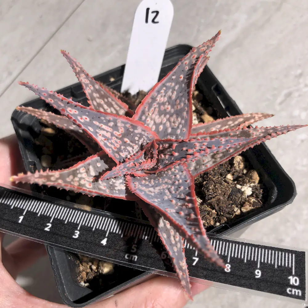 Aloe Bright Star