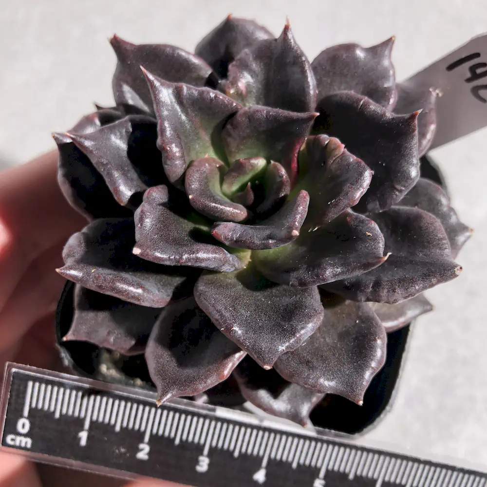 Echeveria Black Madiba