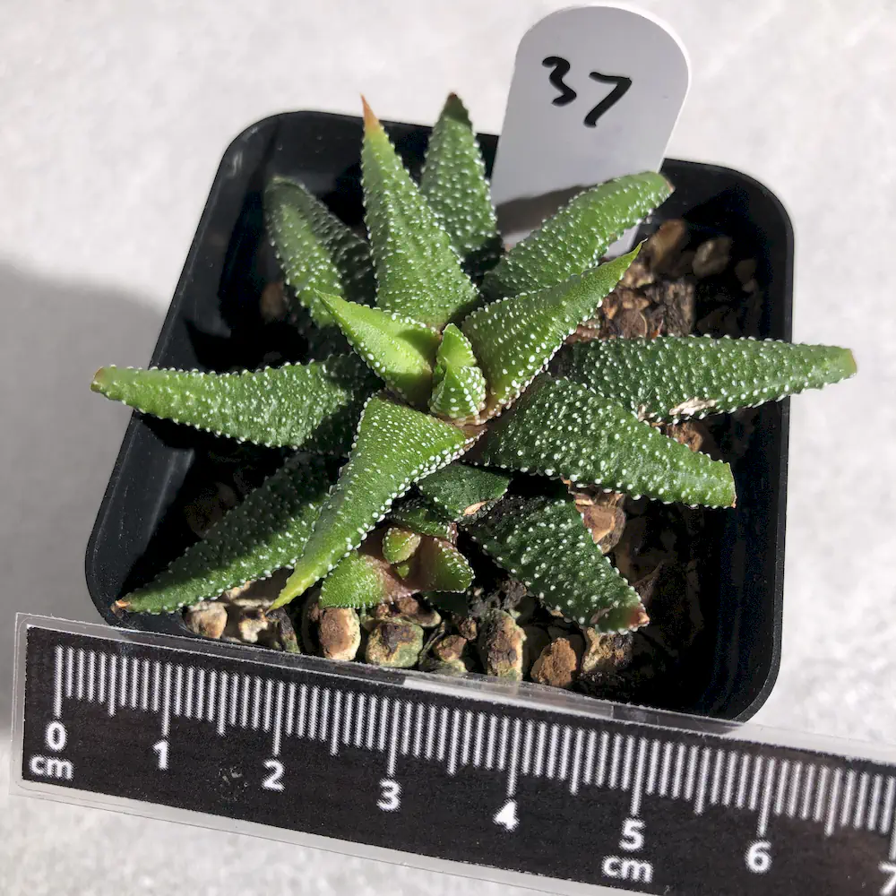 Haworthiopsis Attenuata 'Tanba'