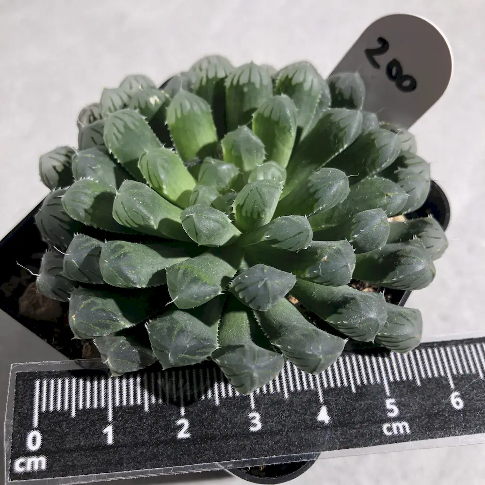Haworthia Cooperi Hybrid / Seed Grown