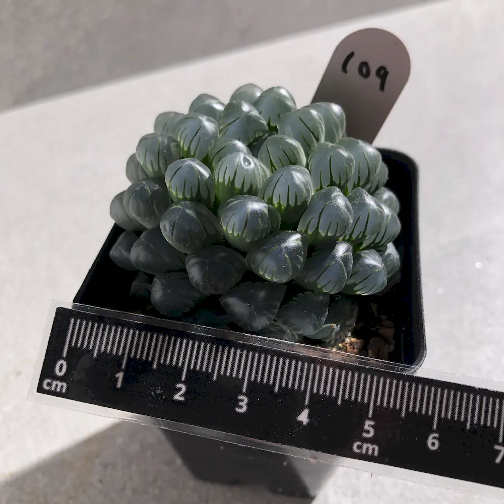 Haworthia Cooperi Var Truncata