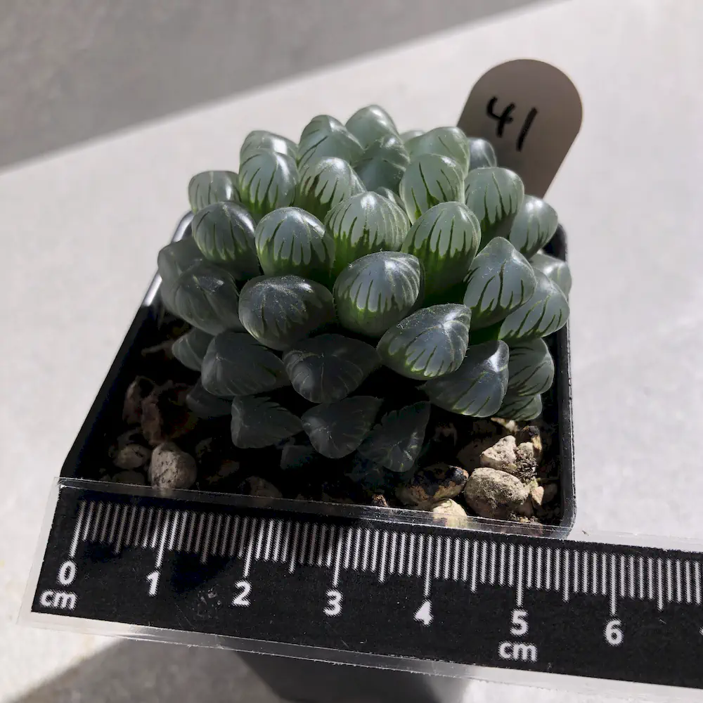 Haworthia Cooperi Var Truncata