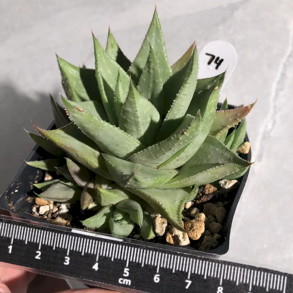 Gasteraloe Kabela
