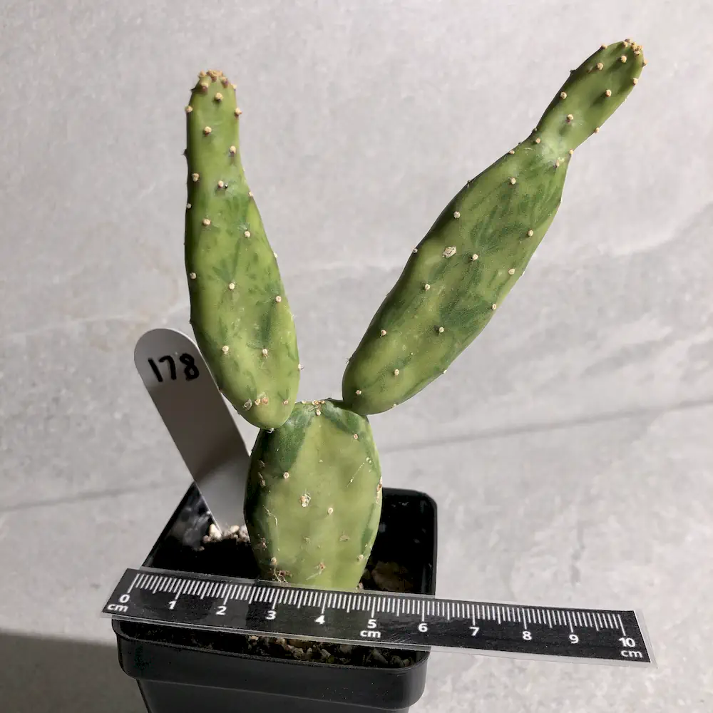 Opuntia Cochenillifera Variegated - Warm Hand Cactus