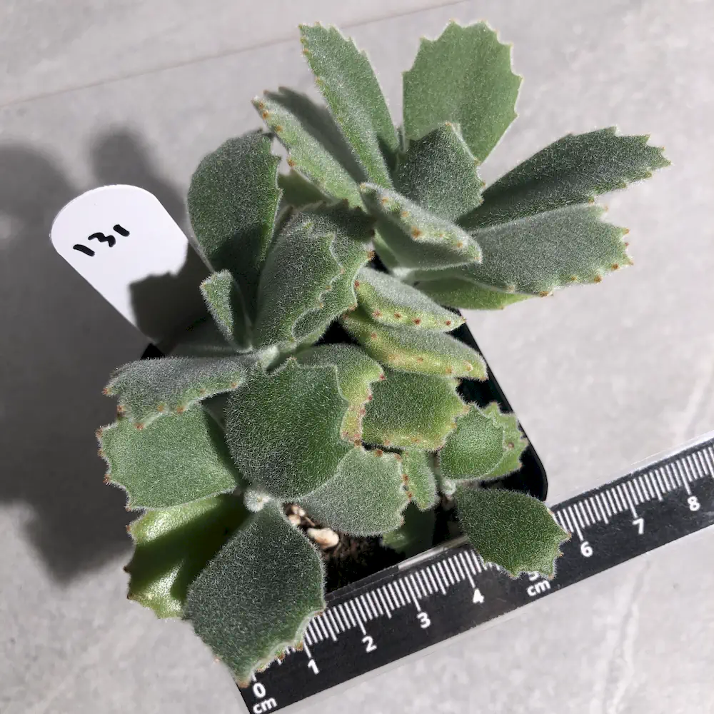 Kalanchoe Millotii - Velvet Soft Leaf