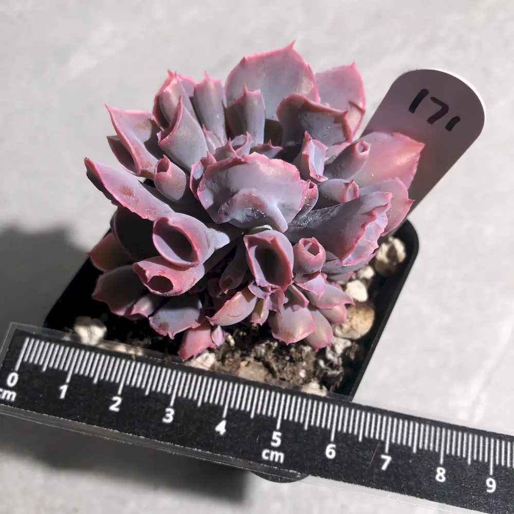 Echeveria Trumpet Pinky