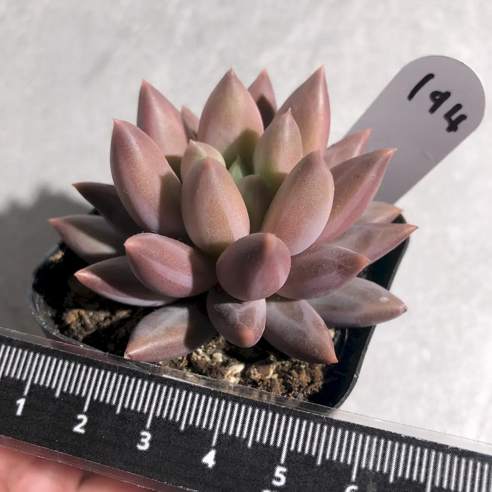 Pachyveria Hybrid Pink Cheese x Blood Romeo